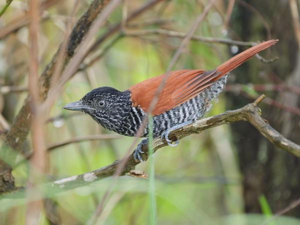 Gestreepte mierklauwier (Thamnophilus palliatus)